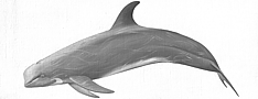 Rundkopfdelphin