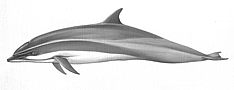 Borneo-Delphin