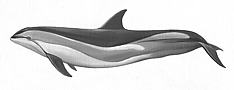 Weissseitendelphin