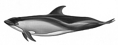 Peale Delphin