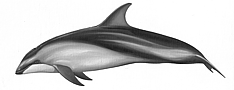 Schwarzdelphin